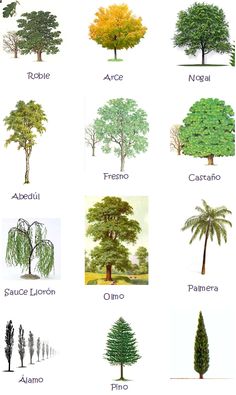 different types of trees and their names