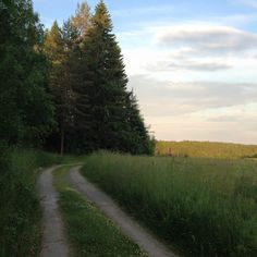 a dirt road in the middle of a field with tall grass and trees on both sides