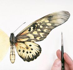 a drawing of a butterfly being held by someone's hand