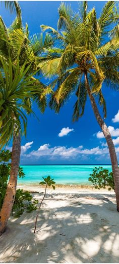 two palm trees on the beach under a blue sky