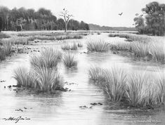 a pencil drawing of marshland with trees in the background