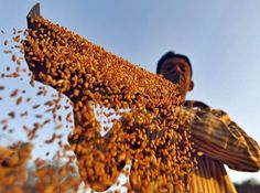 a man standing in front of a bunch of bees