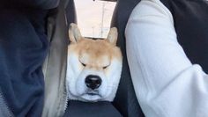 a dog is sleeping in the back seat of a car with its head resting on someone's lap