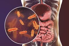 Gut bacteria negatively influence blood sugar – News Substantia Nigra, What Are Probiotics, Gastrointestinal Disease, Gut Health Recipes, Applied Nutrition, Gut Microbiota, Lactobacillus Acidophilus, Visceral Fat, Gut Bacteria