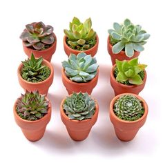 there are many small succulents in the pots