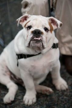 a white and brown dog sitting on top of a floor next to a persons legs