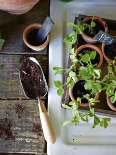 several potted plants are on a tray with gardening utensils next to them