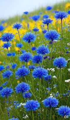 blue flowers are growing in the grass