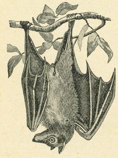 a drawing of a bat hanging upside down from a tree branch with leaves on it