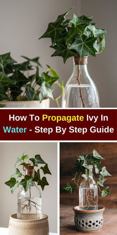 how to propagate ivy in water - step by step guide for beginners