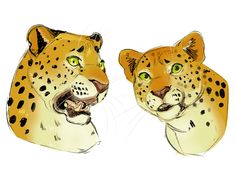 two drawings of leopards with green eyes and black spots on their faces, one looking at the camera