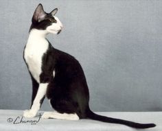 a black and white cat sitting on top of a gray surface next to a wall