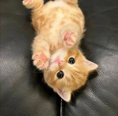 an orange kitten laying on top of a black leather couch with its paws in the air