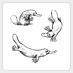 three different types of sea animals drawn in black and white