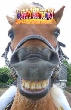 a horse wearing a birthday hat with the words happy birthday on it's forehead