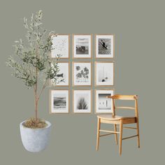 a potted plant next to a wooden chair in front of pictures on the wall