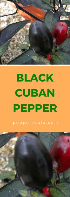 two black and red peppers sitting on top of a green leafy plant with the words, black cuban pepper