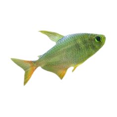 a green fish is swimming in the water