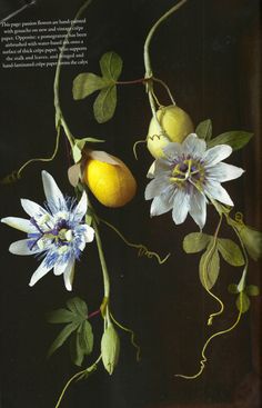 an image of flowers and fruit on a black background