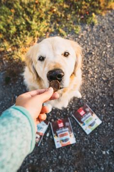 a person feeding a dog some food on the ground with it's mouth open