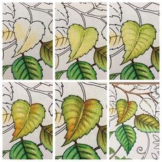 four different pictures of leaves on a white background with green and yellow colors in them