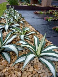 there are many plants that are in the rocks by the grass and stones on the ground