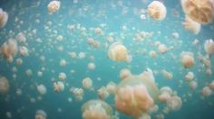 many jellyfish are swimming in the water