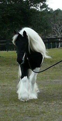 a black and white horse walking across a grass covered field