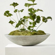 a bowl filled with green plants sitting on top of a white table next to a wall