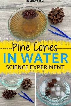 pine cones in water science experiment with text overlay that reads pine cones in water science experiment