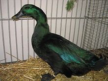 a green and black duck standing in hay next to a metal cage with pine branches