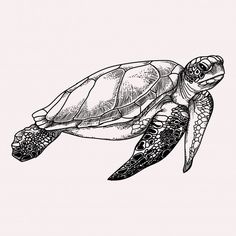 a black and white drawing of a sea turtle