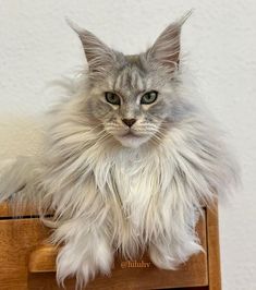 a long haired cat sitting on top of a wooden table next to a white wall