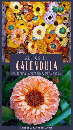 an orange flower with the words, all about calendula how to grow harvest dry and use calendaia