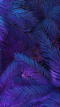 purple palm leaves are shown in close up on a dark blue background with the light coming from behind them