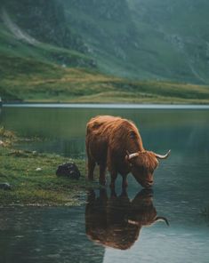 a brown cow standing on top of a lush green field next to a body of water