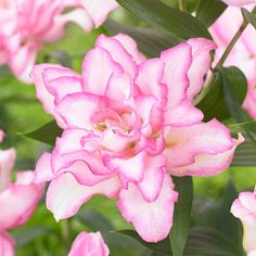 pink flowers with green leaves in the background