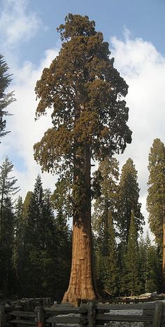 a large tree standing in the middle of a forest next to a fence and trees