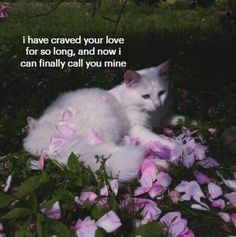 a white cat laying in the grass with pink flowers on it's side and a quote about love