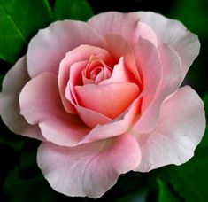 a pink rose with green leaves in the background