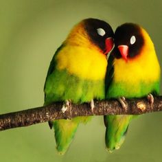 two green and yellow birds sitting on top of a tree branch next to each other