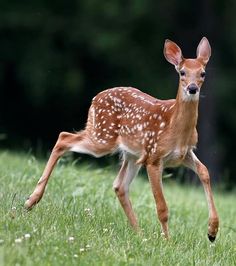 a young deer is running through the grass