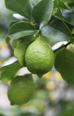 limes hanging from a tree with green leaves