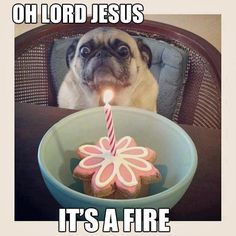 a pug sitting in a chair next to a birthday cake with a lit candle