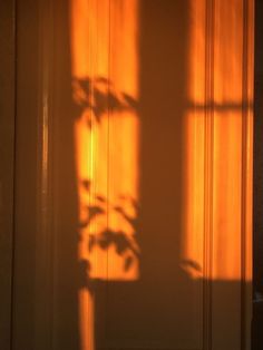 the shadow of a potted plant is cast on an orange wall by a door