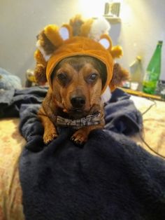 a small dog wearing a hat on top of a bed