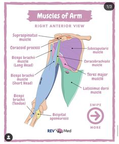 the muscles and their corresponding parts are labeled in this diagram, which shows the location of each