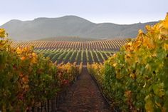 a vineyard with rows of vines and mountains in the background