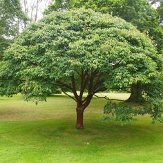 a large green tree sitting in the middle of a lush green field