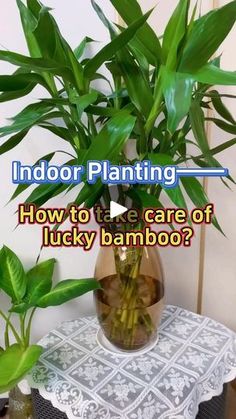 a potted plant sitting on top of a table next to a vase filled with lucky bamboo